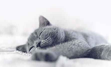 Cat sleeping on a bed
