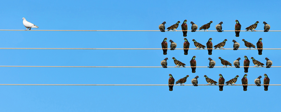 Bird alone from other birds on a telephone wire